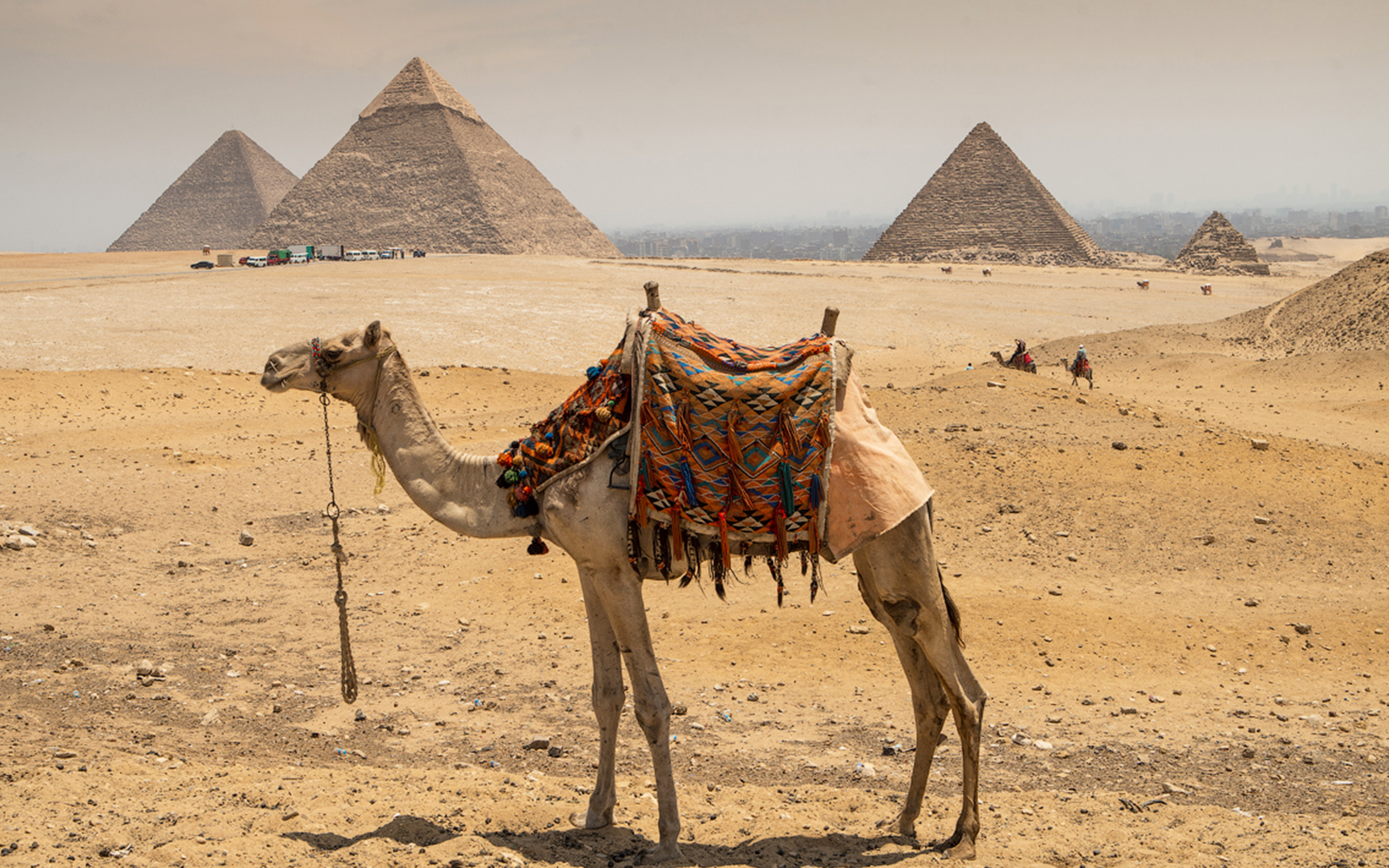 Camel in front of Pyramids of Giza on a guided tour in Egypt.