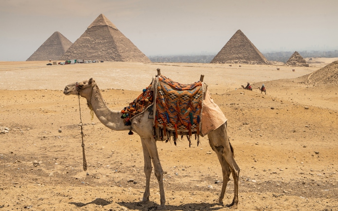 Camel in front of Pyramids of Giza on a guided tour in Egypt.