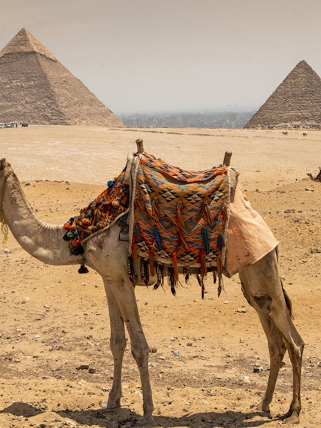 Camel in front of Pyramids of Giza on a guided tour in Egypt.