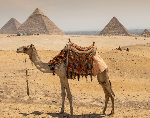 Camel in front of Pyramids of Giza on a guided tour in Egypt.