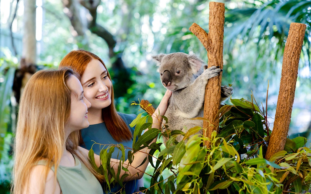 Tourists interacting with a koala at Lone Pine Koala Sanctuary, Brisbane.