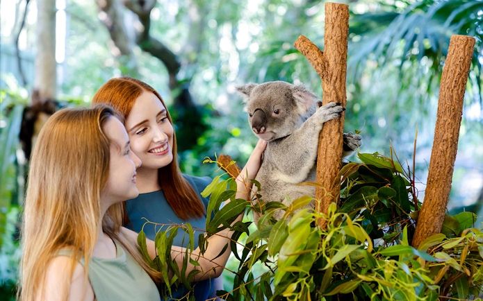 Tourists interacting with a koala at Lone Pine Koala Sanctuary, Brisbane.