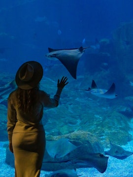 Visitor observing stingrays at Istanbul Aquarium.