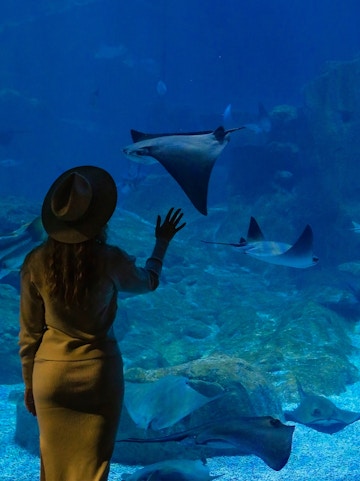 Visitor observing stingrays at Istanbul Aquarium.