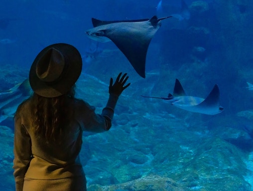 Visitor observing stingrays at Istanbul Aquarium.