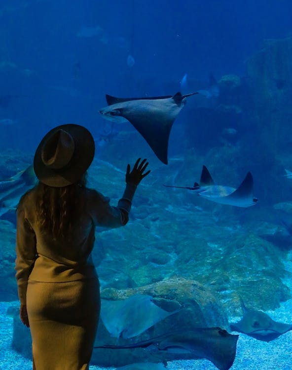 Visitor observing stingrays at Istanbul Aquarium.