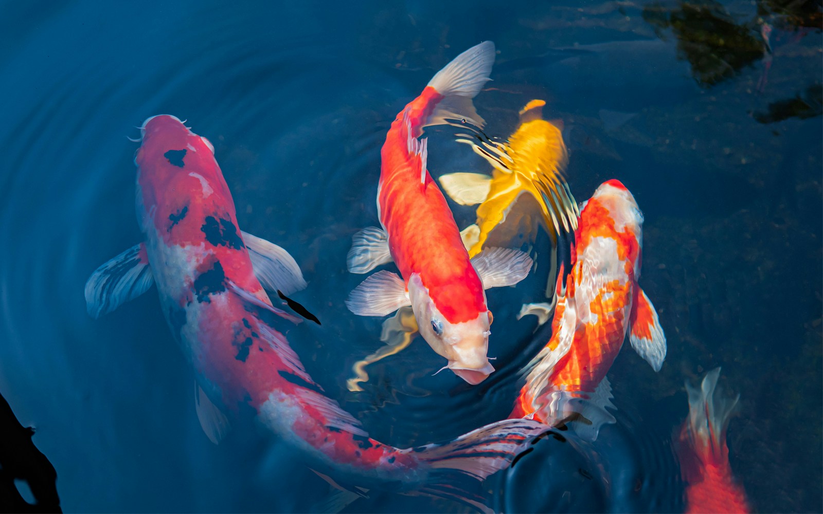 Koi fish pond  eden cafe