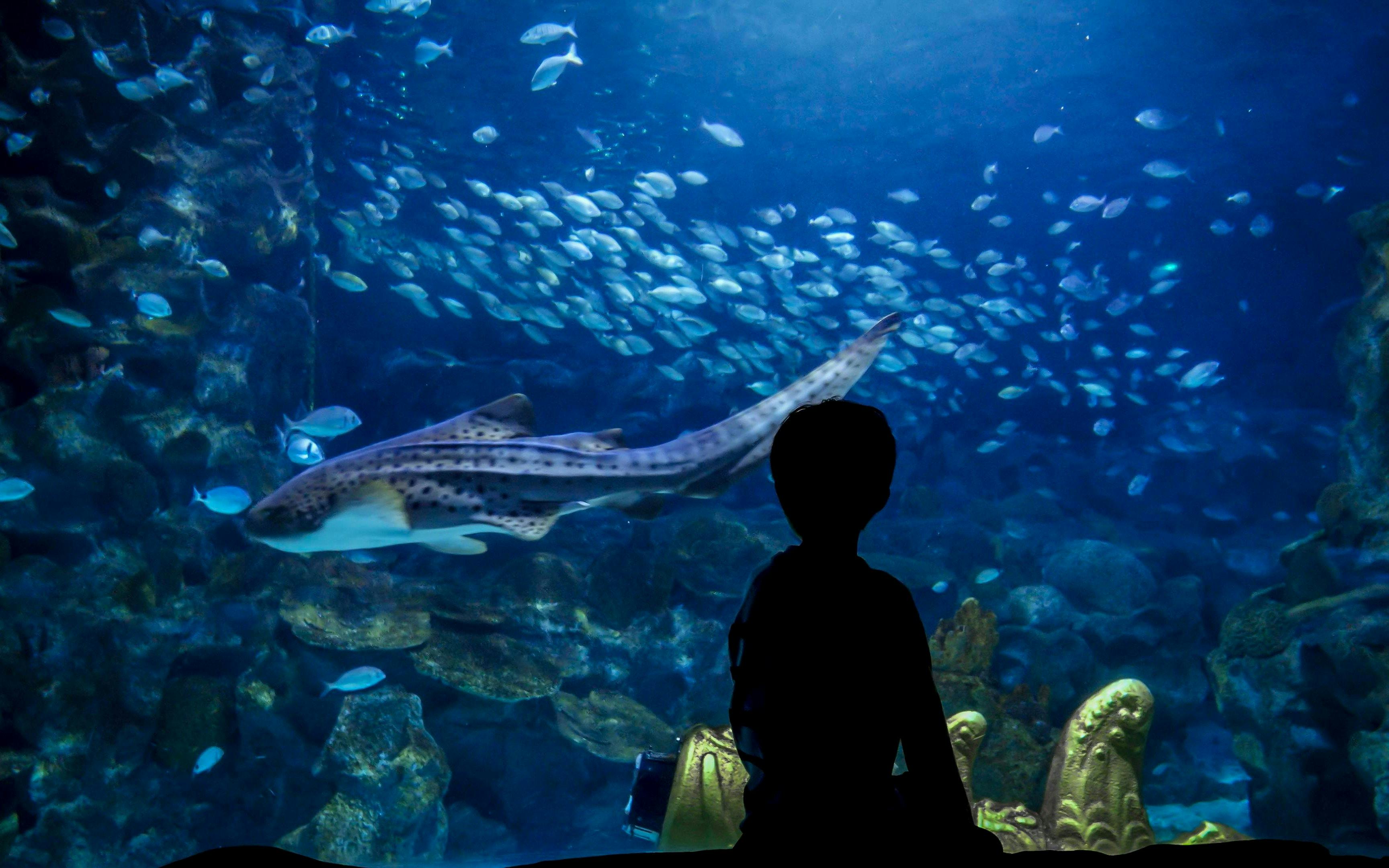 schnelleinlass-tickets für das istanbul aquarium inklusive shuttle-transfer (hin- und rückfahrt) ab sultanahmet-4