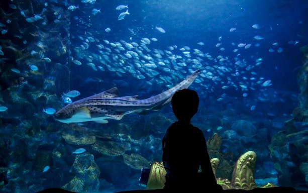 schnelleinlass-tickets für das istanbul aquarium inklusive shuttle-transfer (hin- und rückfahrt) ab sultanahmet-4