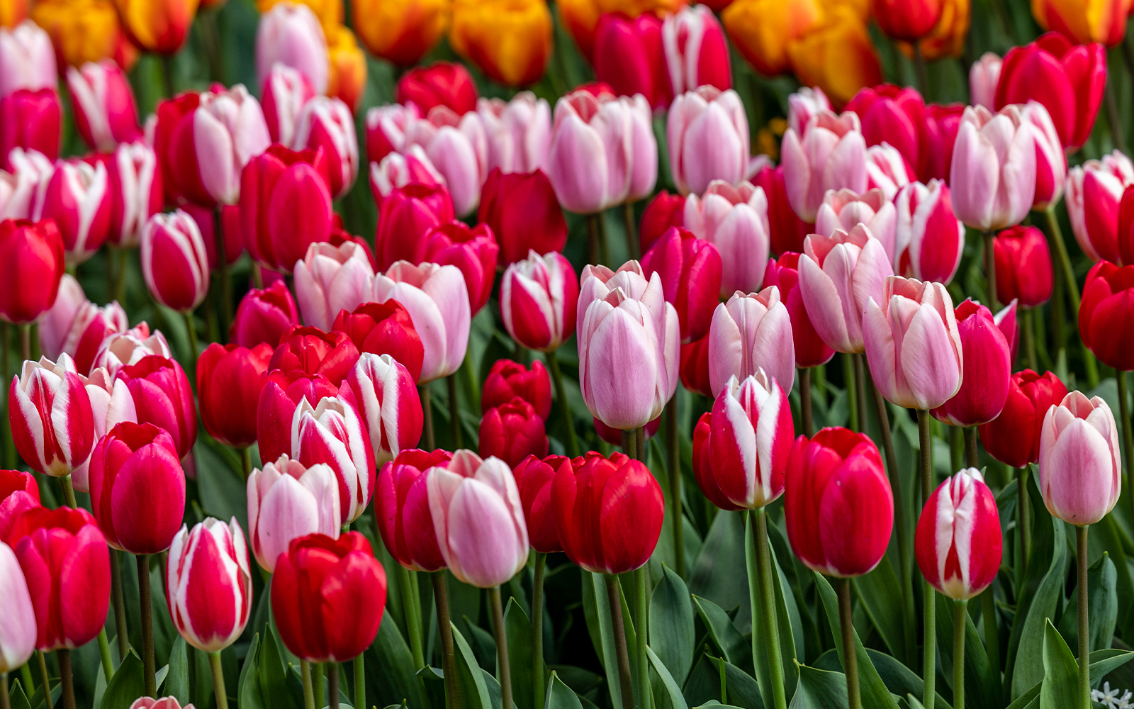 Red and pink tulips in full bloom at Tulip Experience Amsterdam.