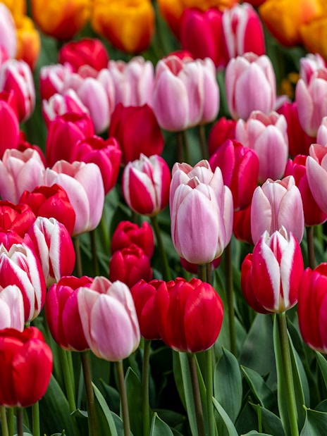 Red and pink tulips in full bloom at Tulip Experience Amsterdam.