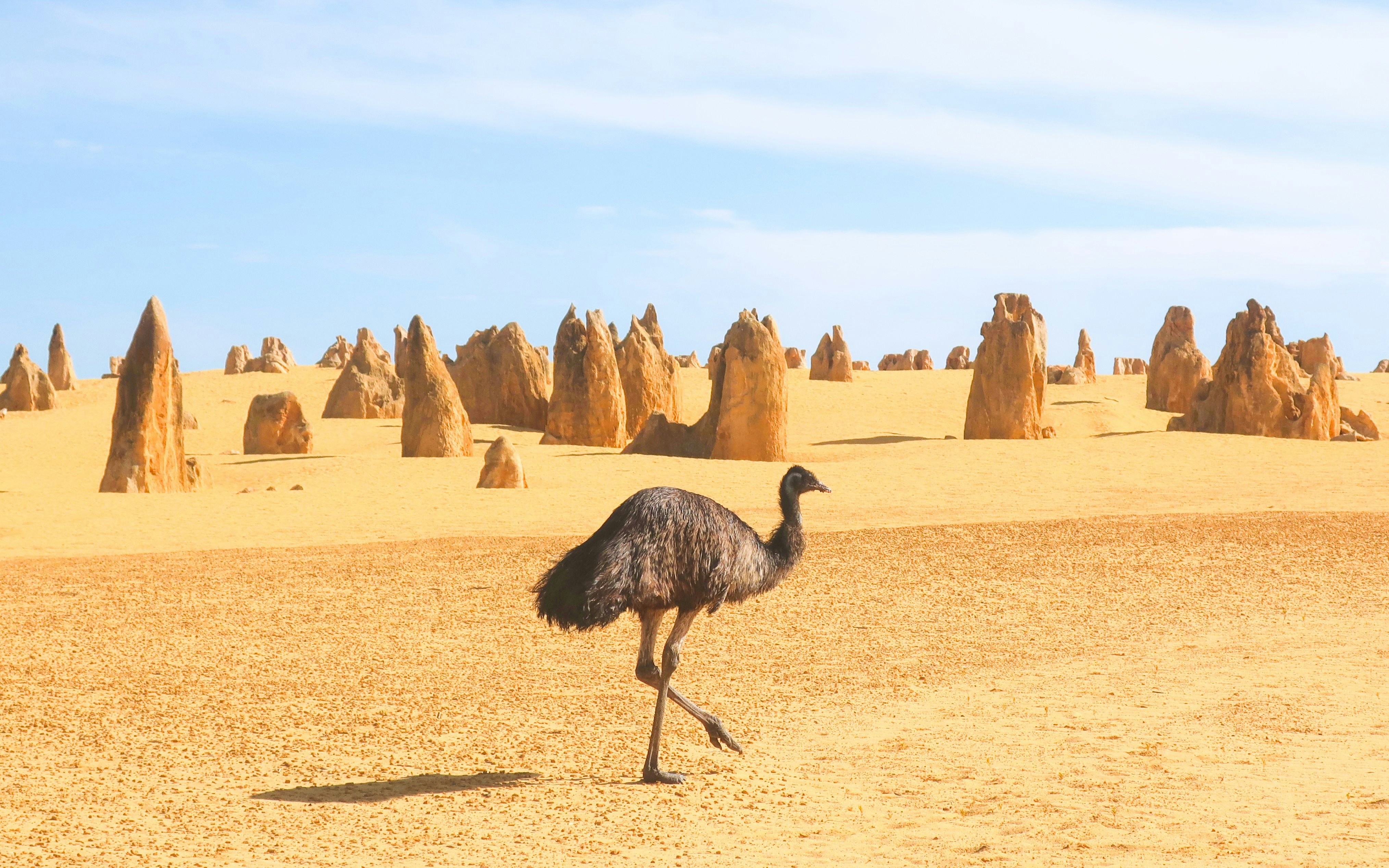 Emu walking among limestone formations at Nambung National Park, Pinnacles Desert.