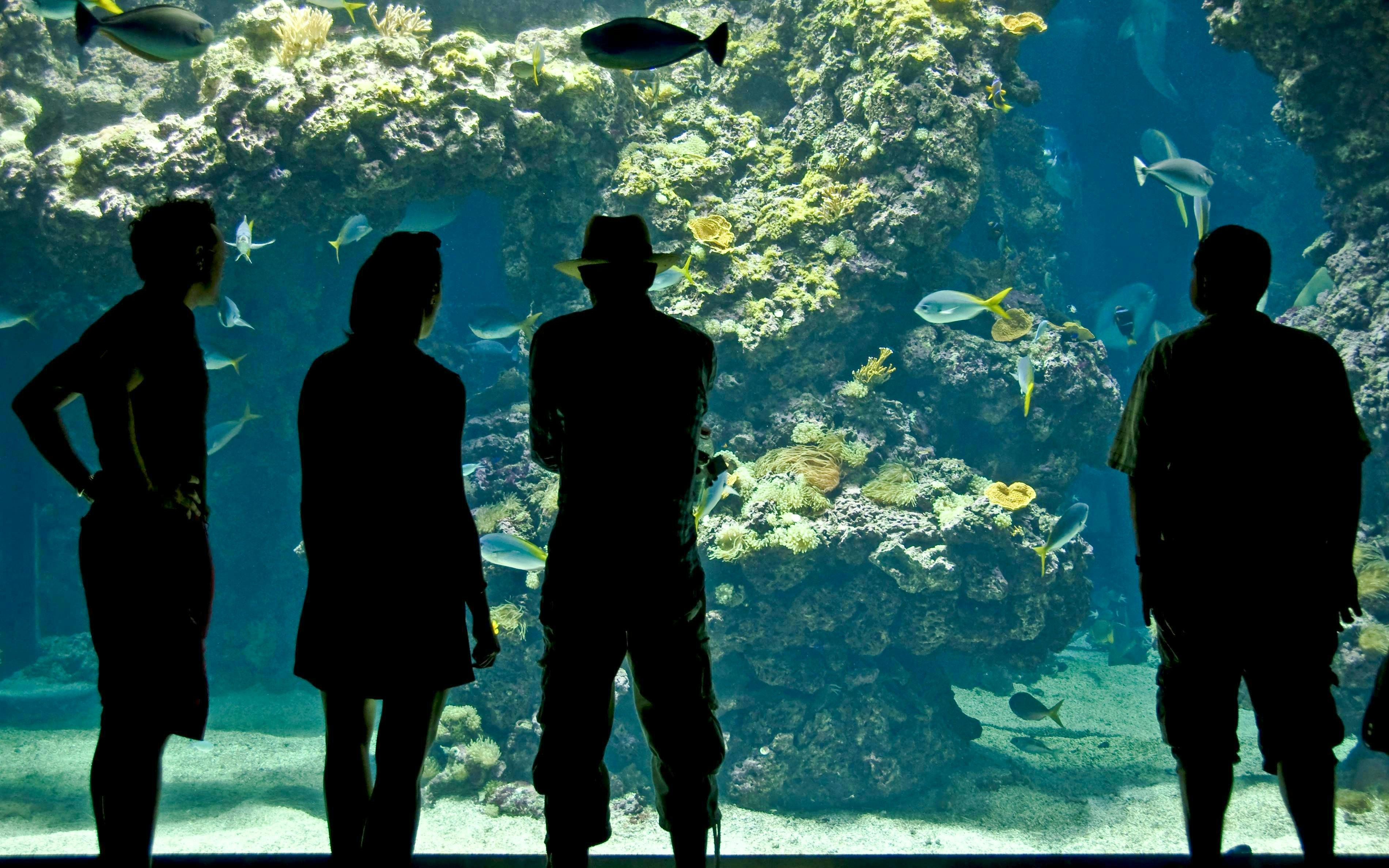 Visitors observing marine life at Oceanographic Museum aquarium.