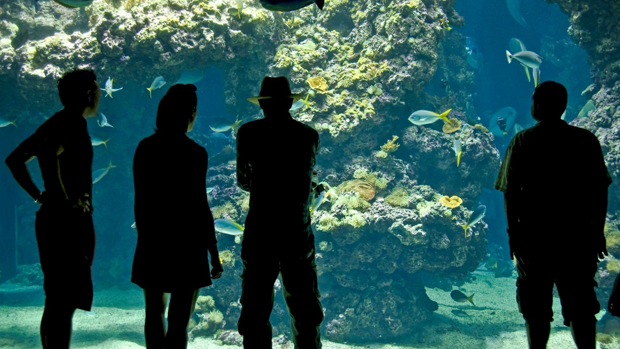 Visitors observing marine life at Oceanographic Museum aquarium.