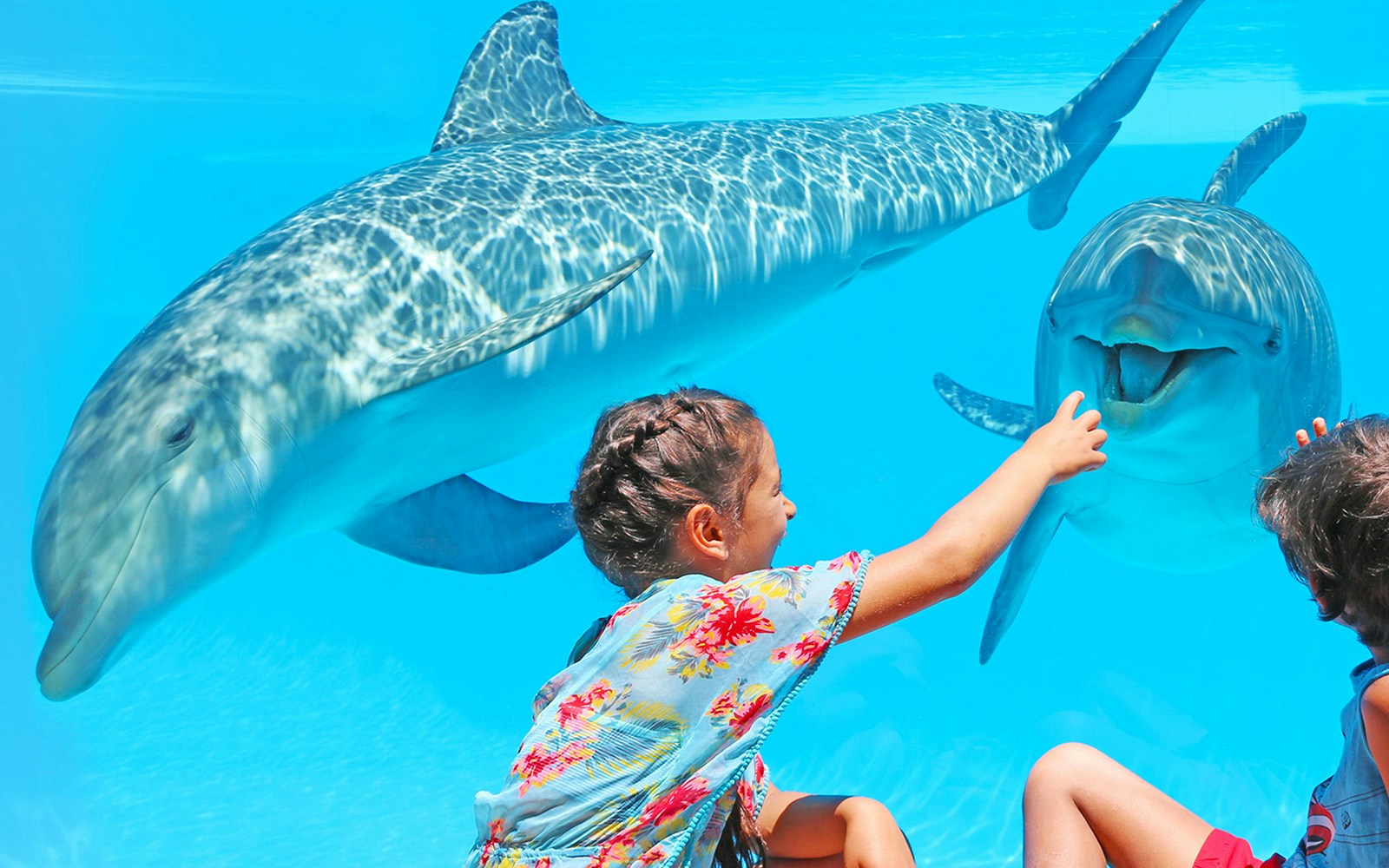 Children interacting with a dolphin at Zoomarine, showcasing a unique marine life experience in Portugal.