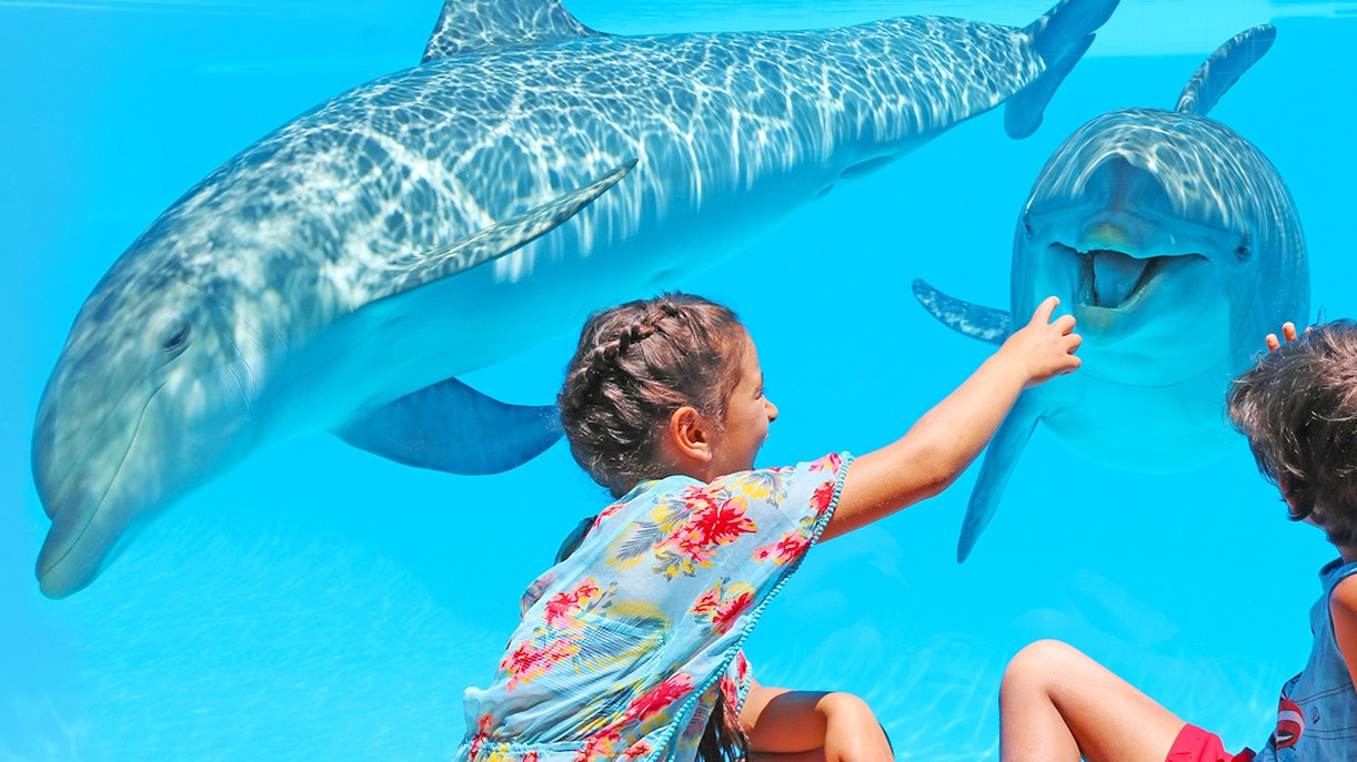 Children interacting with a dolphin at Zoomarine, showcasing a unique marine life experience in Portugal.