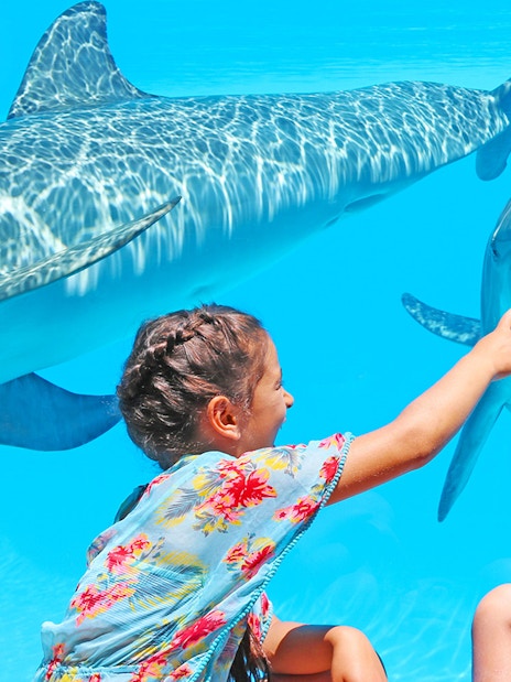 Children interacting with dolphins at Zoomarine.