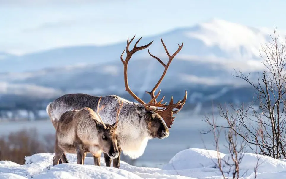 Reindeer in snowy Tromsø landscape, highlighting Sami culture experience.