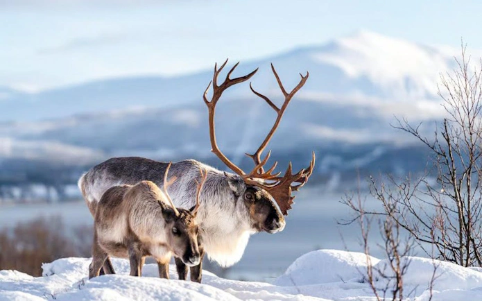 Reindeer in snowy Tromsø landscape, highlighting Sami culture experience.