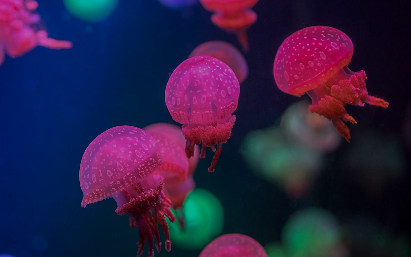 Image of glowing jellyfish