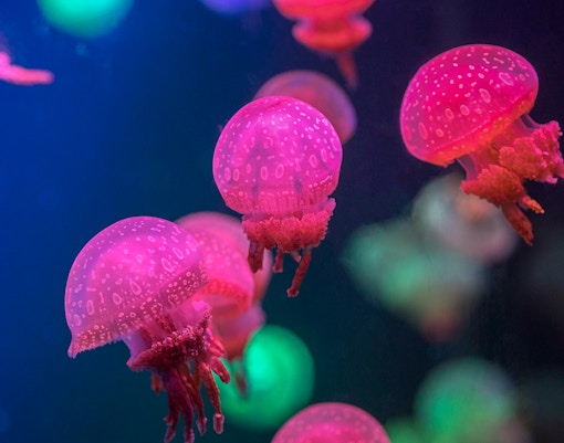 Genoa Aquarium - Dance of Jellyfish