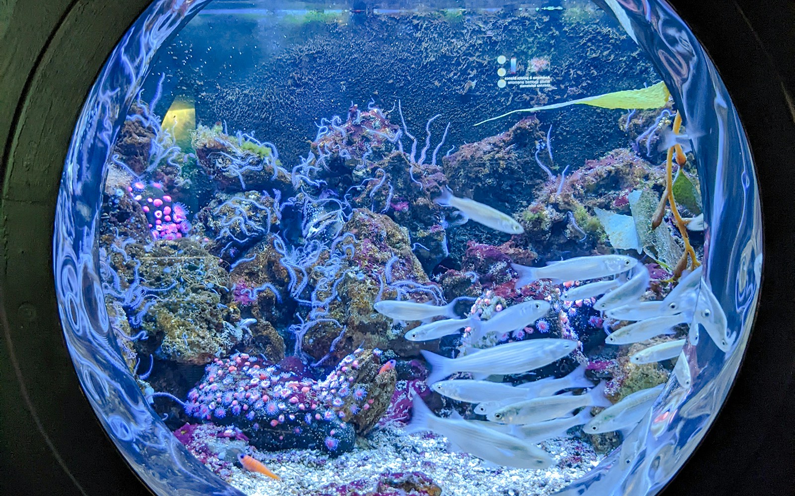 School of fish swimming in the Grand aquarium tunnel at Nausicaa.