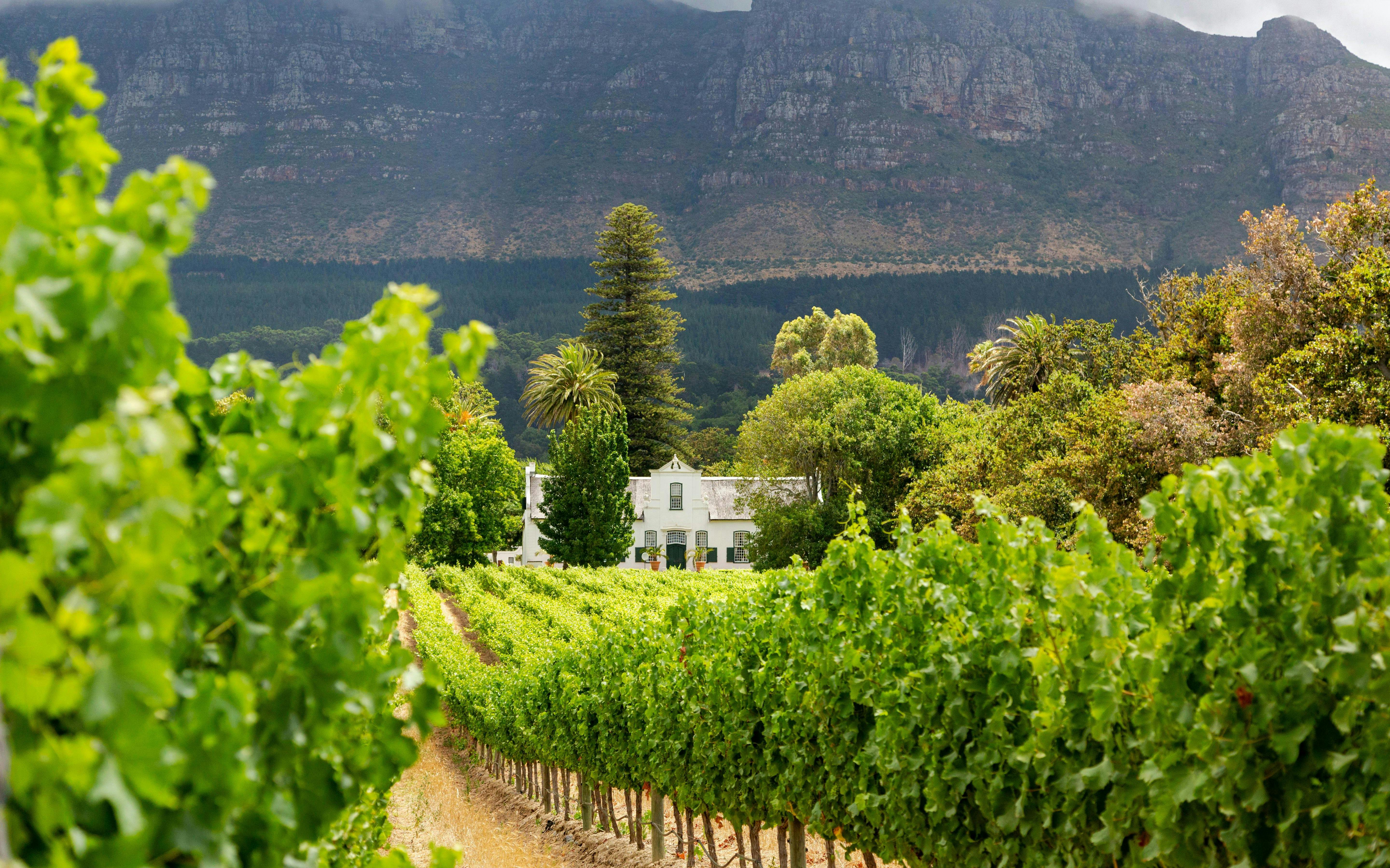 Vineyard with mountain backdrop in Constantia wine region, Western Cape, South Africa.