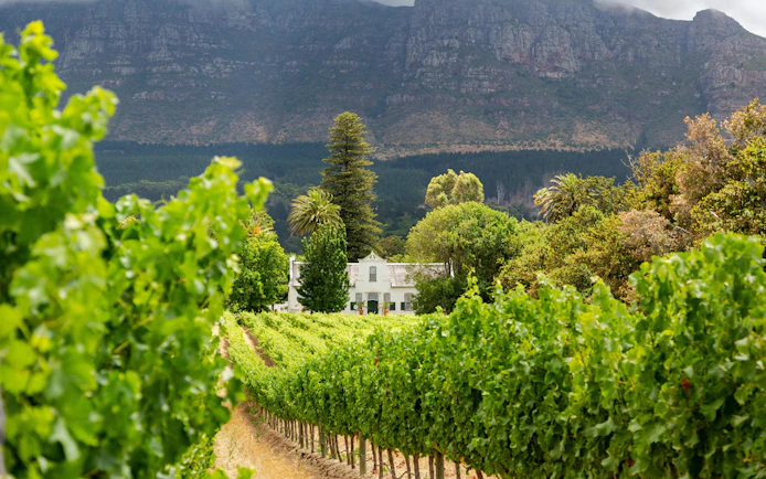 Vineyard with mountain backdrop in Constantia wine region, Western Cape, South Africa.