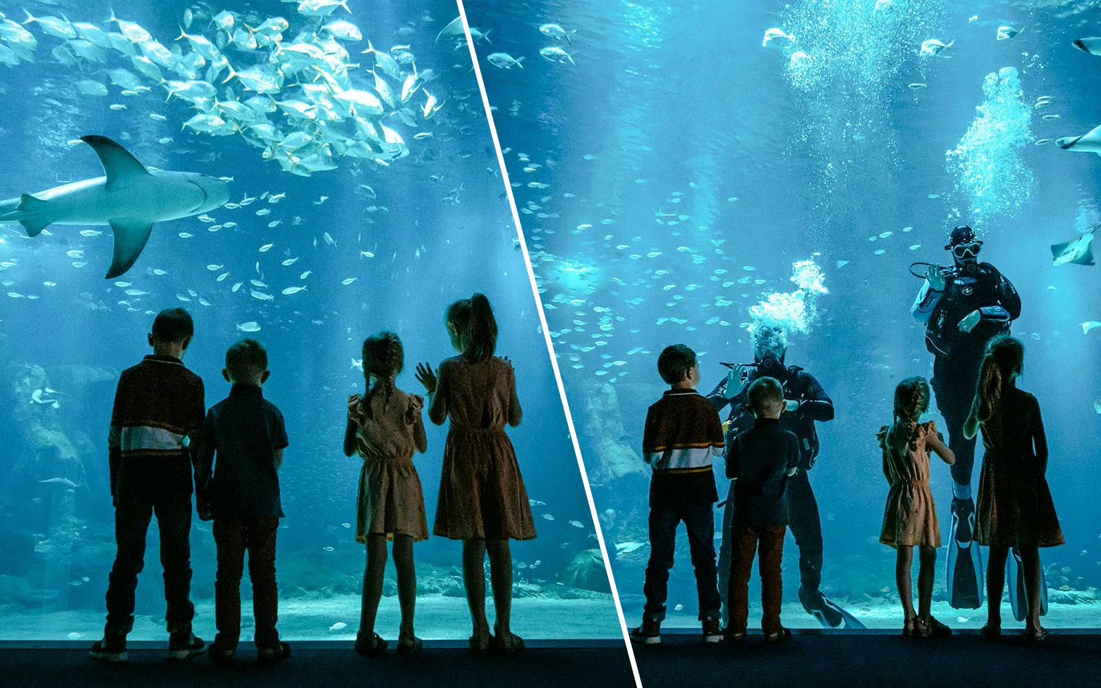 Nausicaá One-day Ticket with Shark Guided Tour Experience