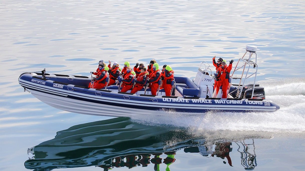 Timings of Whale watching Iceland
