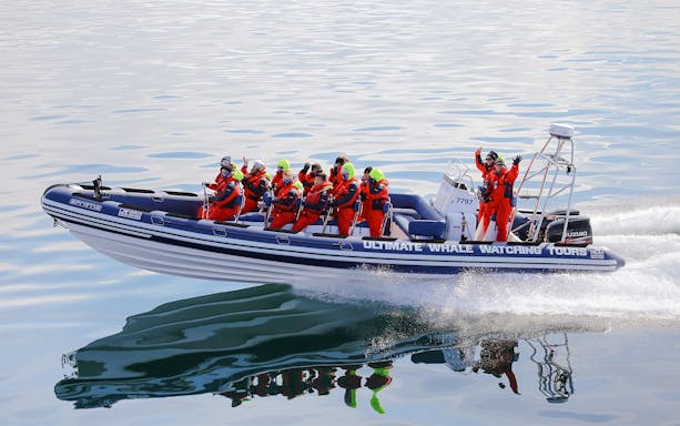 RIB boat with passengers on a premium whale watching tour.
