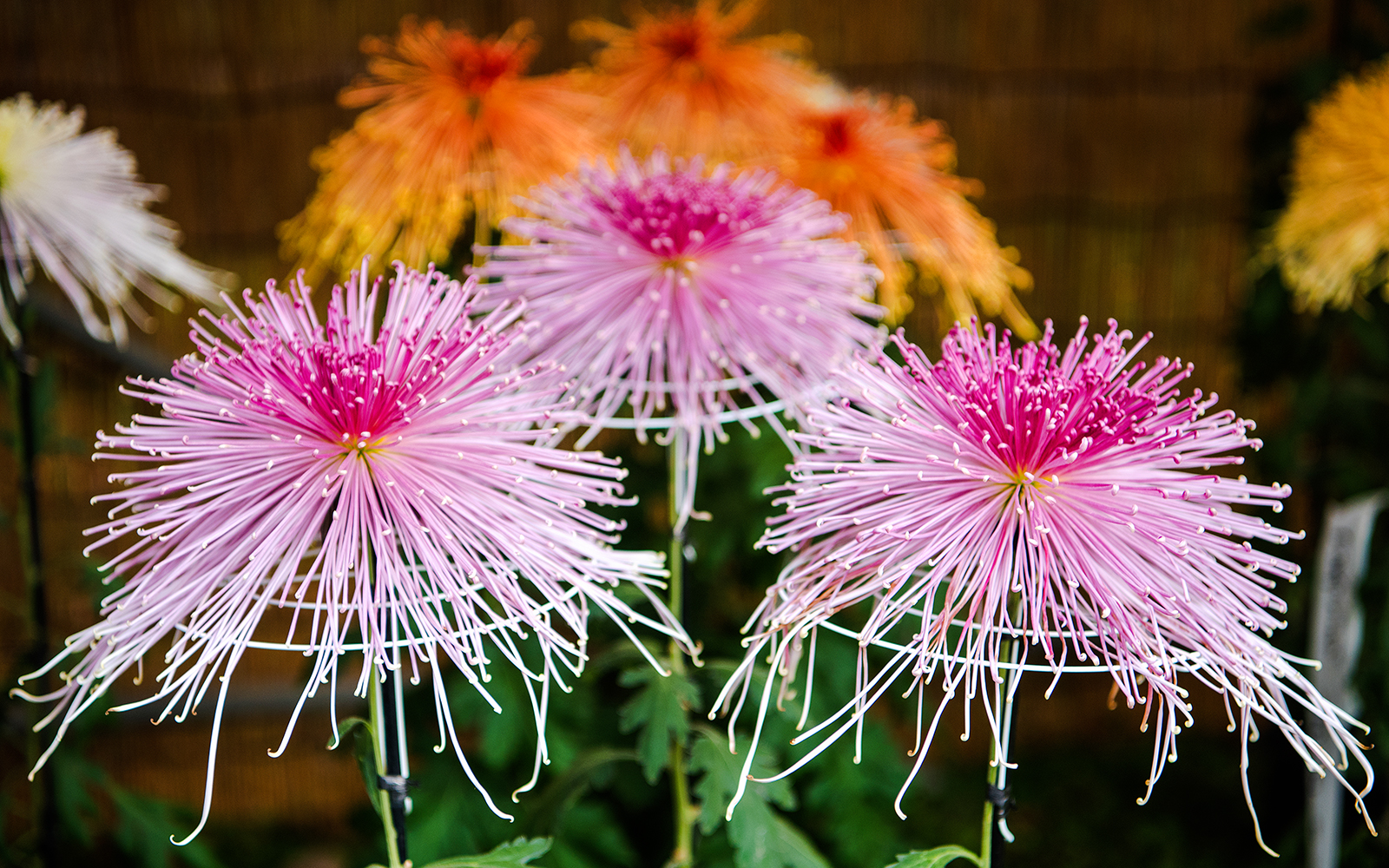  floral sculptures made from hundreds of chrysanthemums
