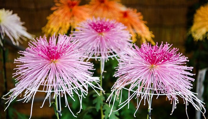 floral sculptures made from hundreds of chrysanthemums