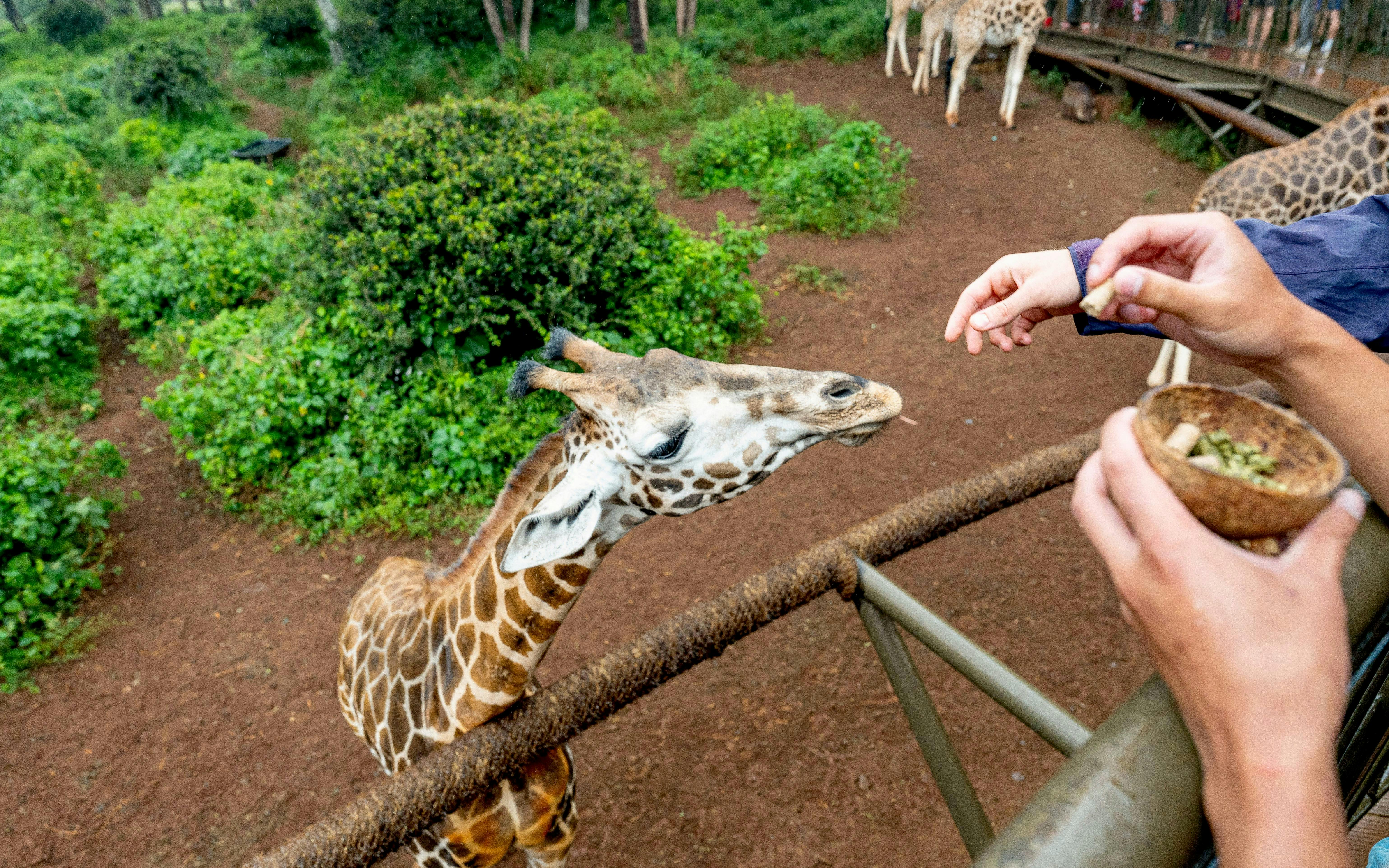 Giraffe being fed by tourists at Nairobi Giraffe Centre, Kenya.
