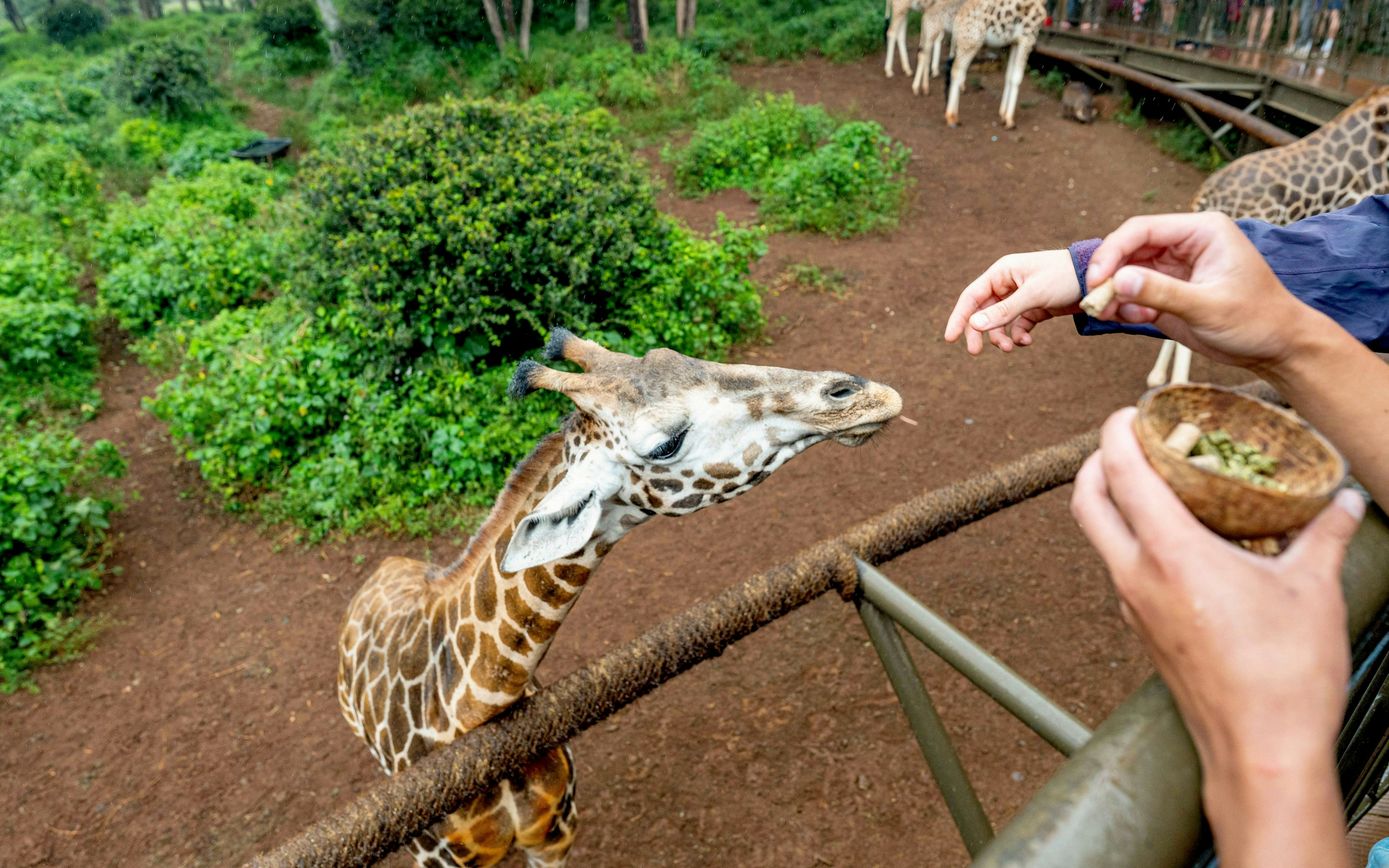 Giraffe being fed by tourists at Nairobi Giraffe Centre, Kenya.