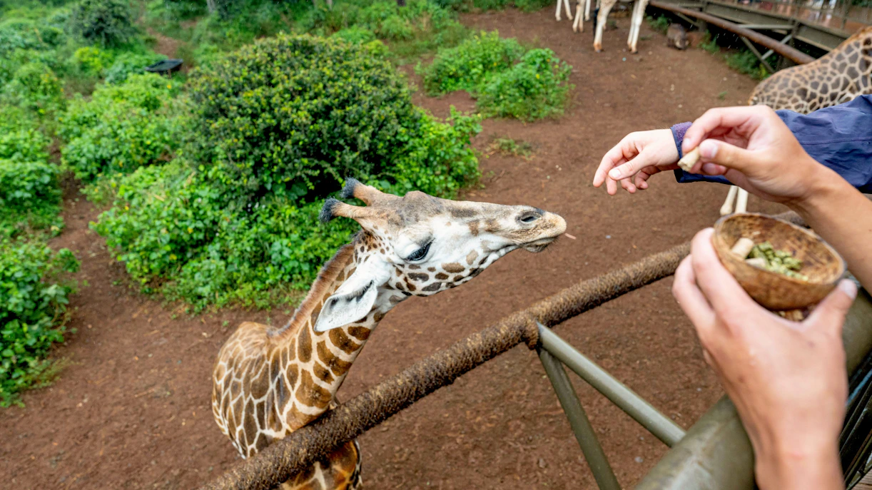 Giraffe being fed by tourists at Nairobi Giraffe Centre, Kenya.