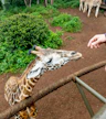 Giraffe Centre Nairobi