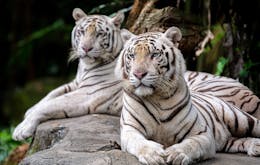 Singapore In December - singapore zoo