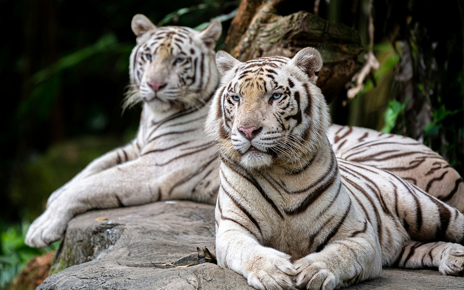 White tigers resting on rocks at Singapore Zoo.