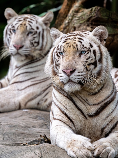 White tigers resting on rocks at Singapore Zoo.