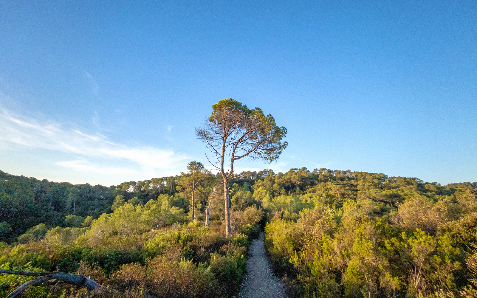 Collserola Natural Park
