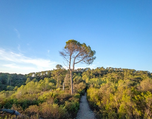 Collserola Natural Park