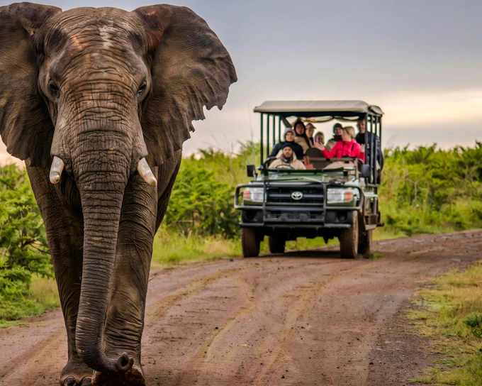 From Sun City: 3-Hour Private Game Drive in Pilanesberg National Park (Product 52665)