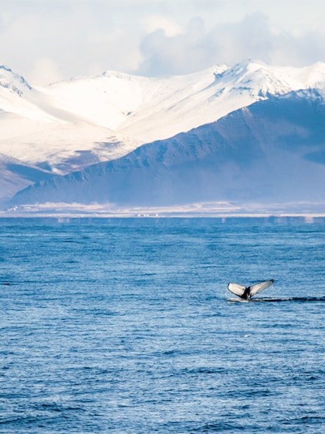 Whale fluke in ocean with snowy mountains, Akureyri Whale watching tour, Iceland.