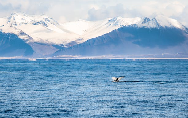 Whale fluke in ocean with snowy mountains, Akureyri Whale watching tour, Iceland.