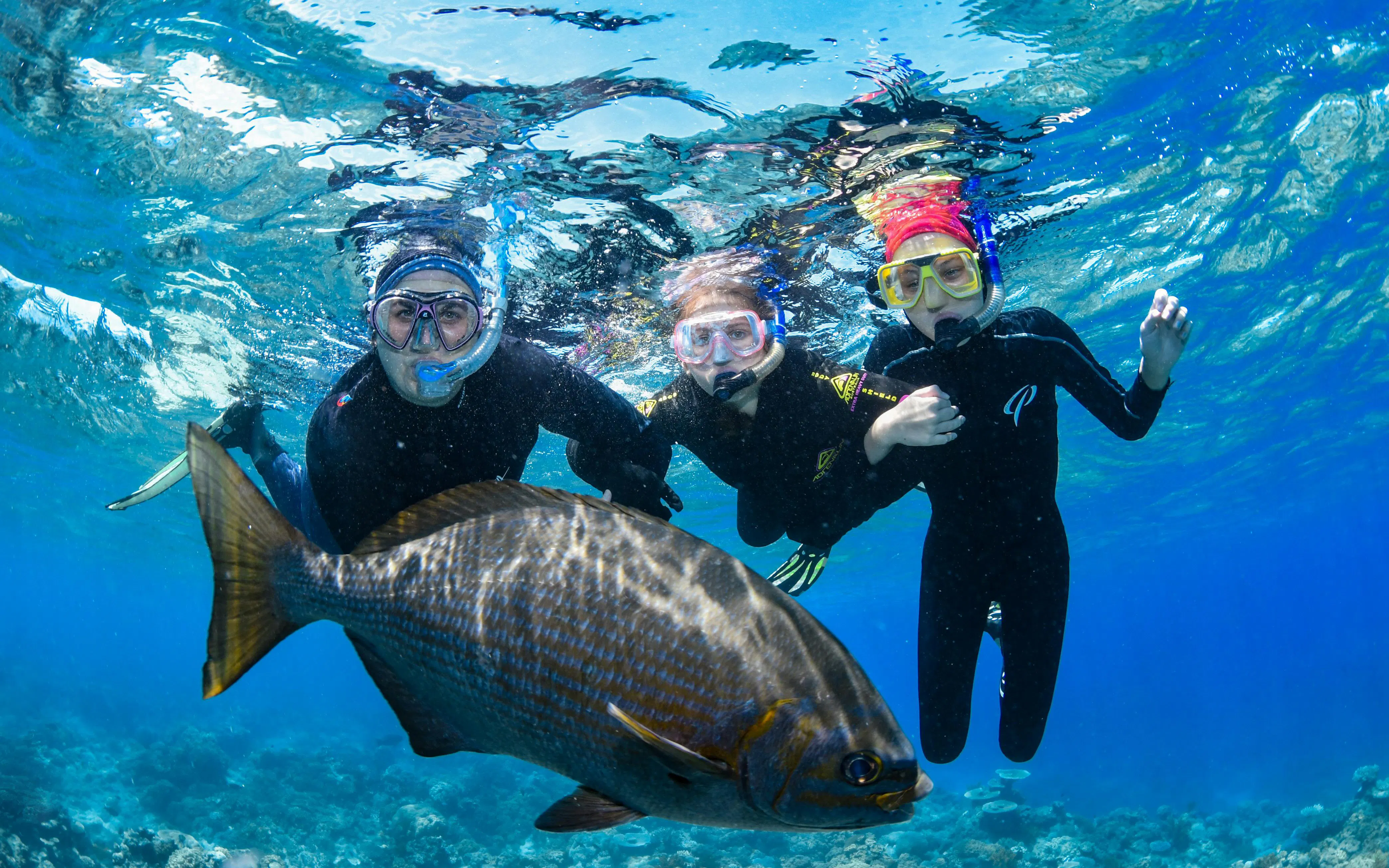 Snorkelers exploring coral reef with fish in clear waters near Cairns.