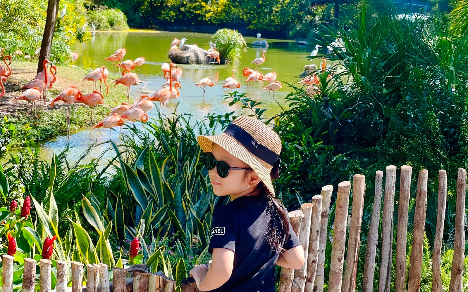 Little girl in hat observing pink flamingos by a pond.