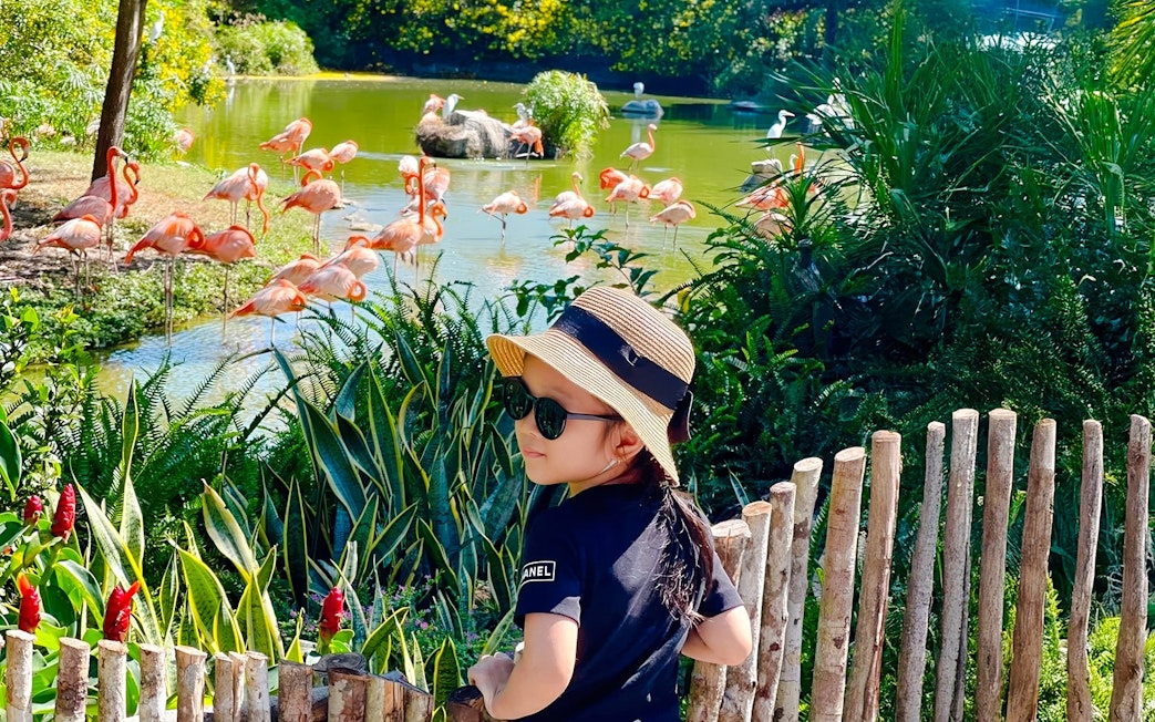 Little girl in hat observing pink flamingos by a pond.