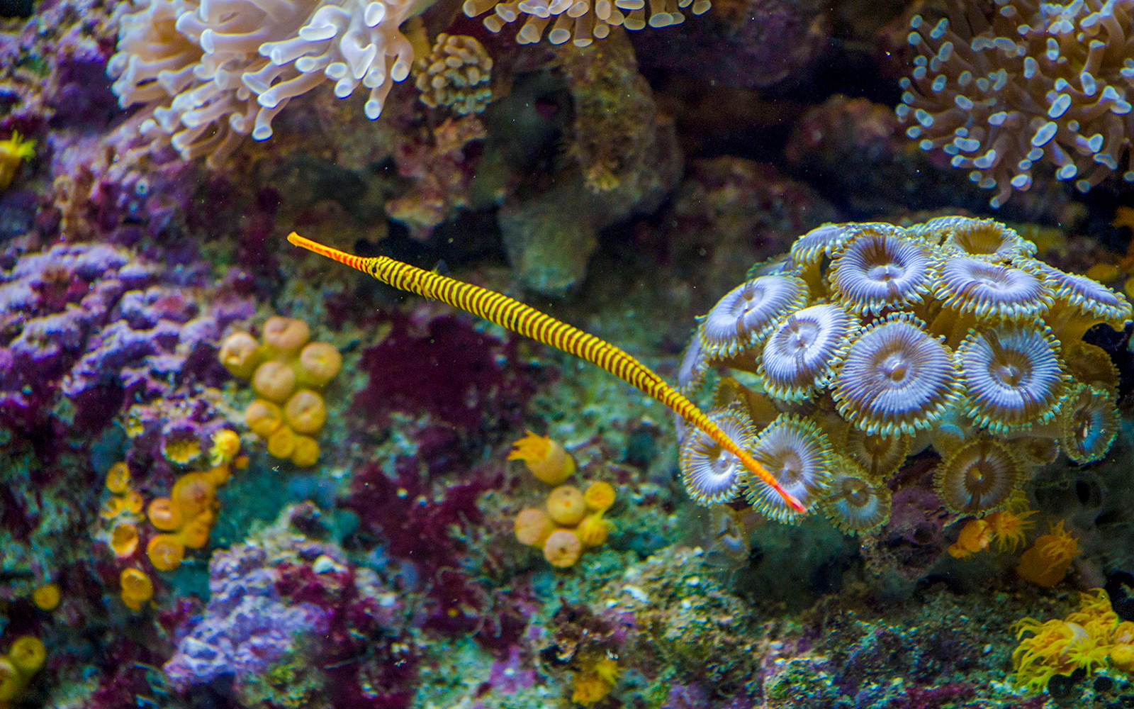 Pipefish in Madrid aquarium