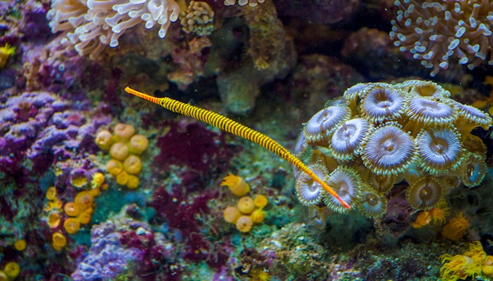 Pipefish in Madrid aquarium